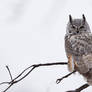 Great Horned Owl - Sleepy