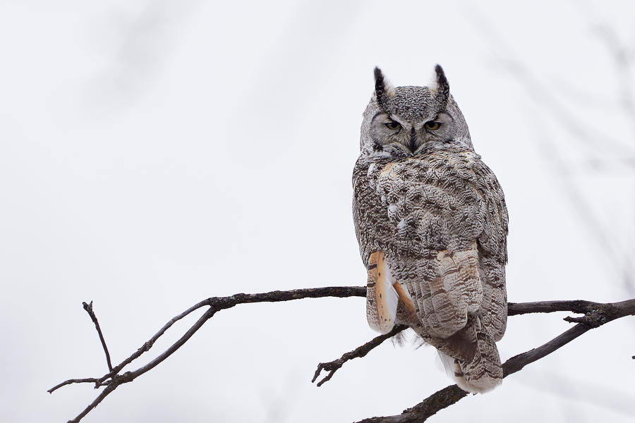 Great Horned Owl - Sleepy by JestePhotography Great Horned Owl - Sleepy by JestePhotography