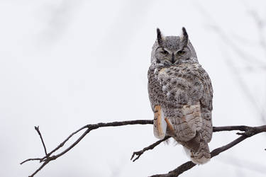 Great Horned Owl - Sleepy