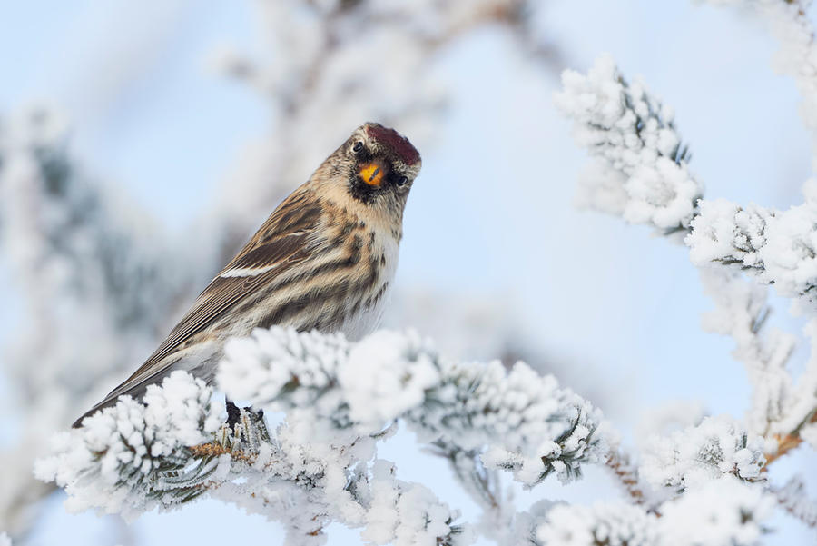 Common Redpoll - What!? by JestePhotography Common Redpoll - What!? by JestePhotography