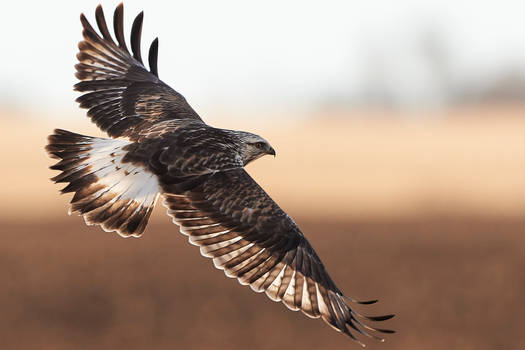 Rough Legged Hawk - Flight