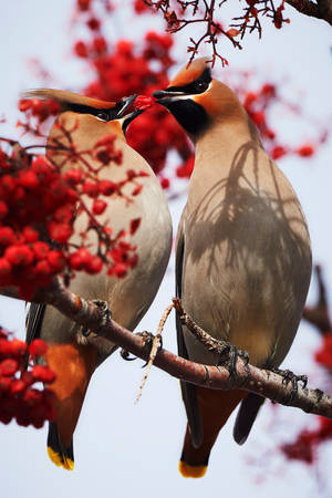 Bohemian Waxwings - The Lovers by JestePhotography Bohemian Waxwings - The Lovers by JestePhotography