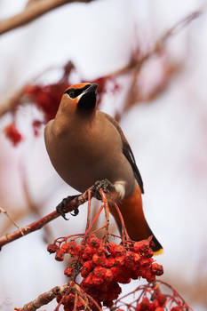 Bohemian Waxwing-Berry Bandit