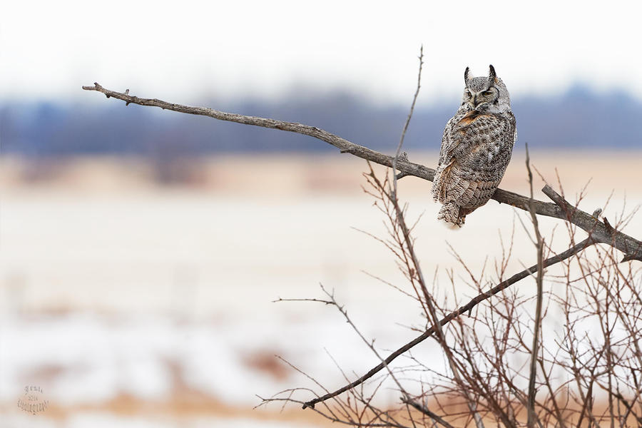 Great Horned Owl-Hunting perch