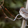 American Tree Sparrow - Poplar Perch