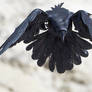 Ravens Flight