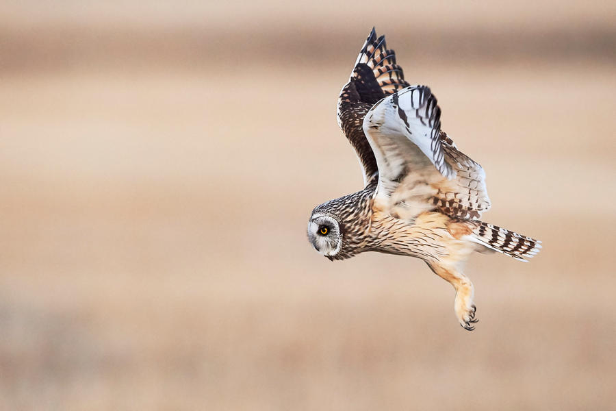 Short Eared Owl - Prowl by JestePhotography