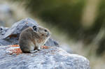 Pika - Sentinel by JestePhotography