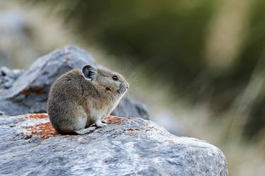 Pika - Sentinel