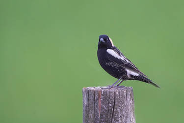 Bobolink