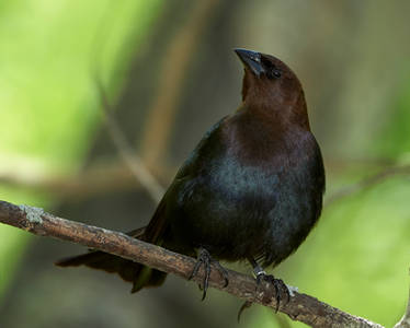 Brown-headed Cowbird - Strutting