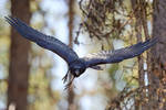 Raven - Incoming by JestePhotography