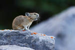 Pika - Shout by JestePhotography