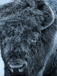 Plains Bison - Nomad