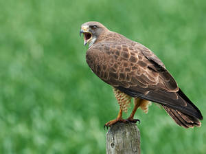 Swainsons Hawk - Proud by JestePhotography Swainsons Hawk - Proud by JestePhotography