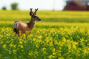 Mule deer in Canola by JestePhotography Mule deer in Canola by JestePhotography