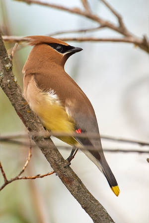 Cedar waxwing-Shoulder check by JestePhotography