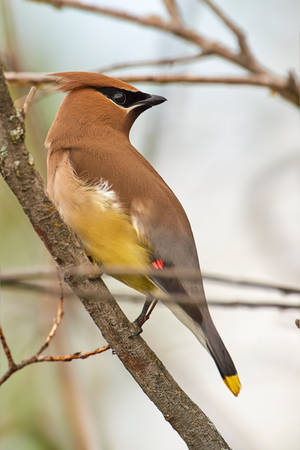 Cedar waxwing-Shoulder check by JestePhotography