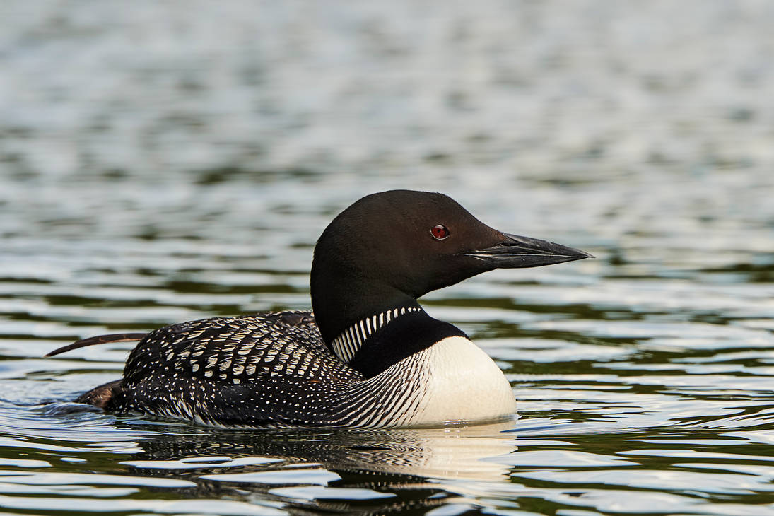 Common loon - Chickakoo Lake by JestePhotography