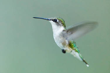 Ruby Throated Hummingbird Female