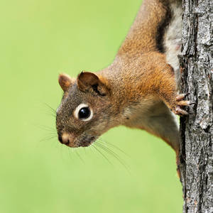 Red Squirrel- Peeking