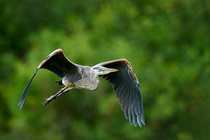Great Blue Heron - Flight