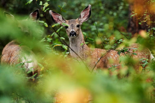 Mule Deer Fawns - Innocence