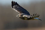 Rough legged Hawk - Glide by JestePhotography