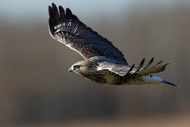 Rough legged Hawk - Glide