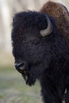 Plains Bison - Solemn by JestePhotography