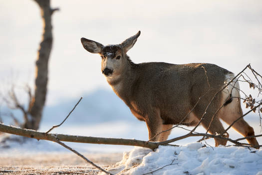 Mule Deer Buck-Hornless