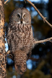 Great Grey Owl - woodland Portait