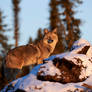 Coyote - Northern Forests