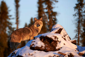 Coyote - Northern Forests