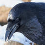 Raven - Eyeful