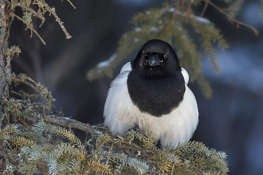 Magpie - Spruce Perch