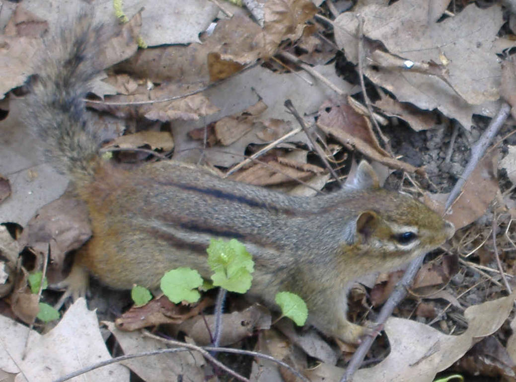 chipmonk by fireliner419 on DeviantArt