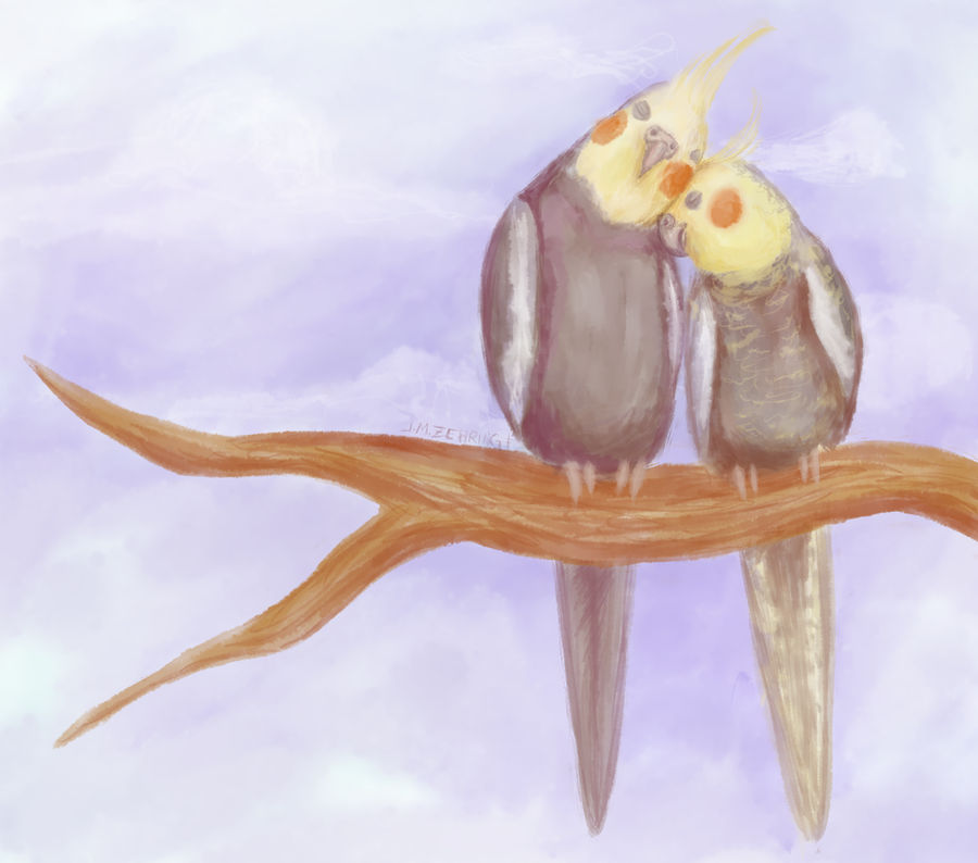 Cockatiel Cuddle