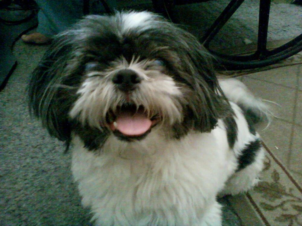 Short Haired Ni Chi Poo By Leathertachi On Deviantart