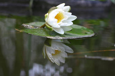 water_lilly