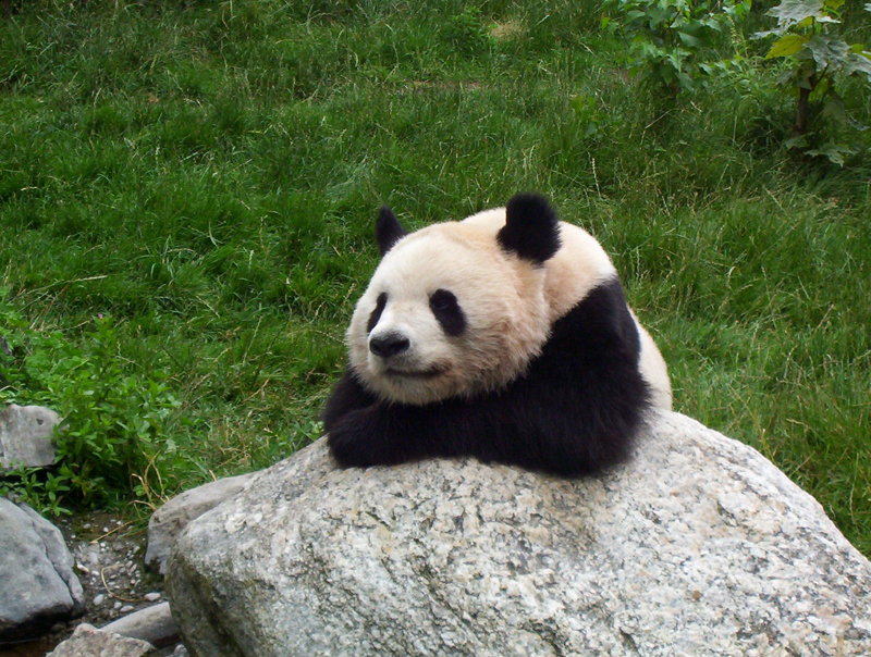 Posing Panda