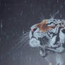 Tiger in the rain