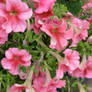 Pink Flowers