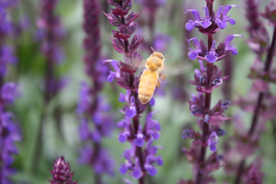 Bees and Flowers