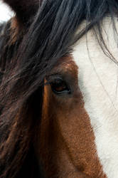 Shire Horse