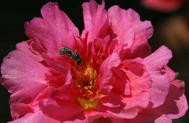 Portulaca flower with tiny bee