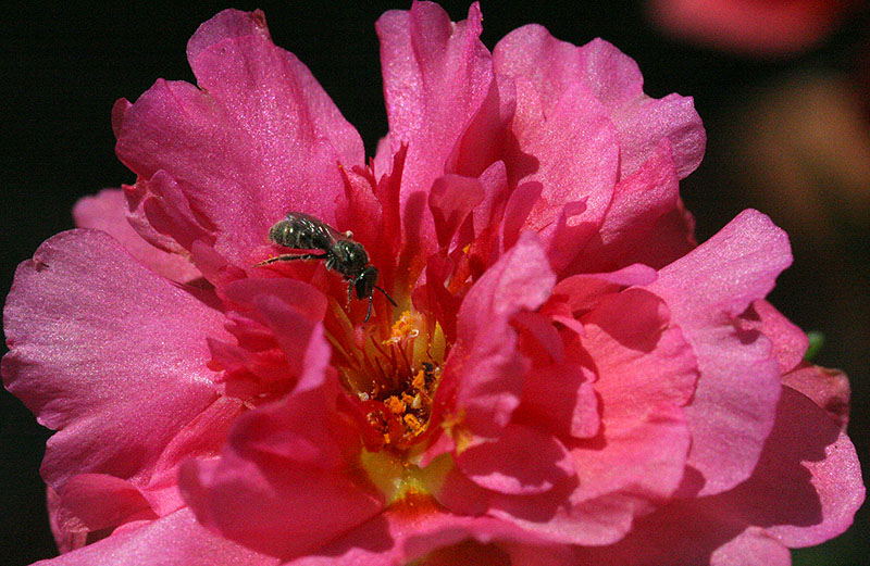 Portulaca flower with tiny bee