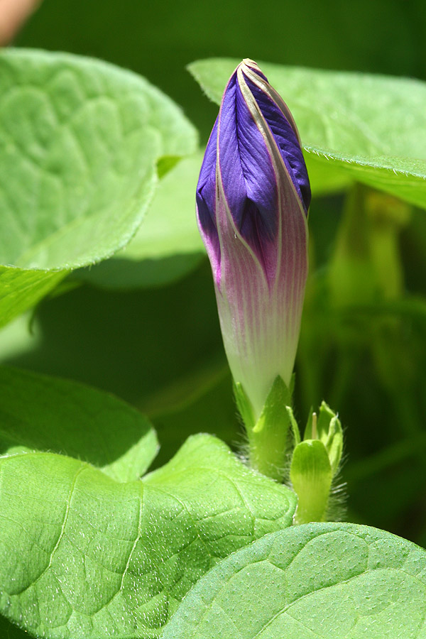 Deep Purple Morning Glory by Kitzira
