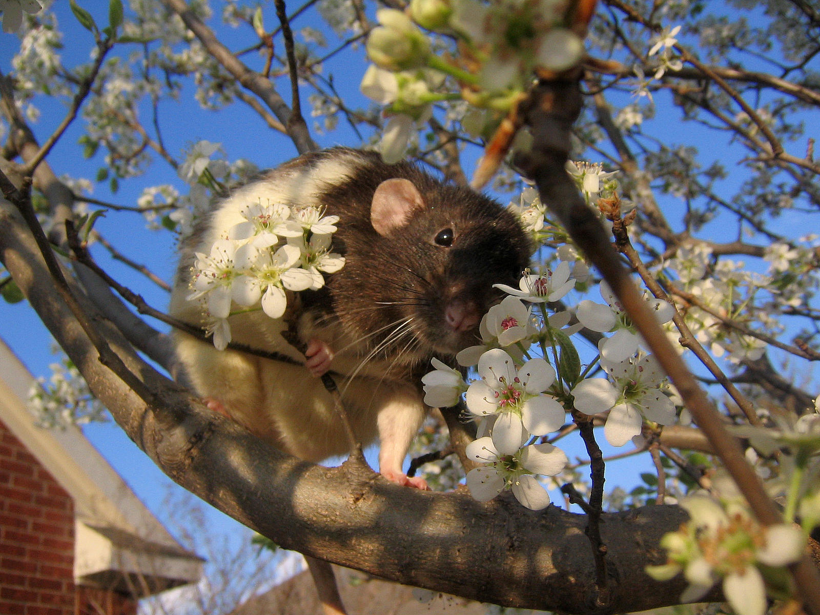 Spring and Rats Series - Zumi by Kitzira