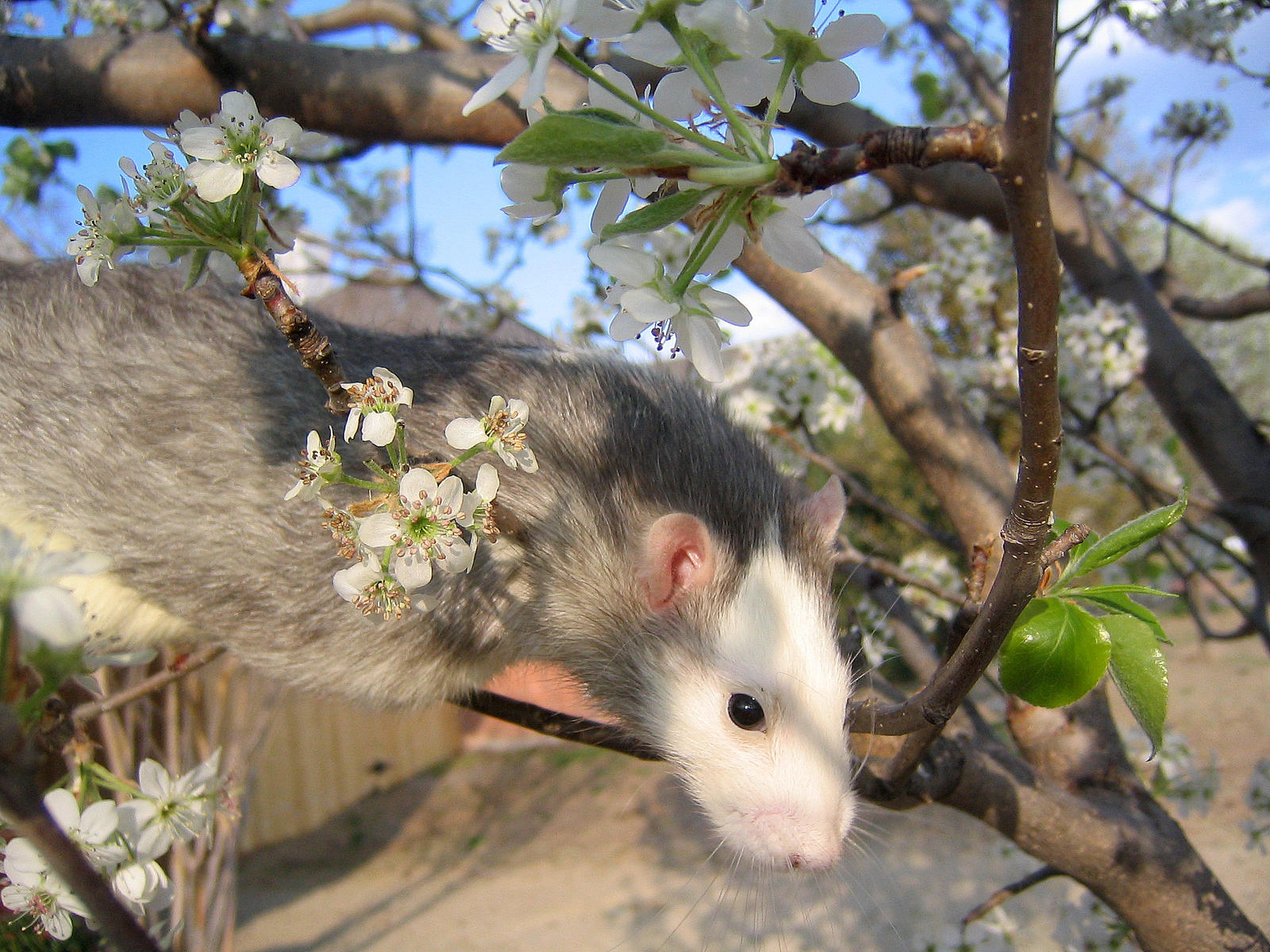 Spring and Rats Series -Danny2